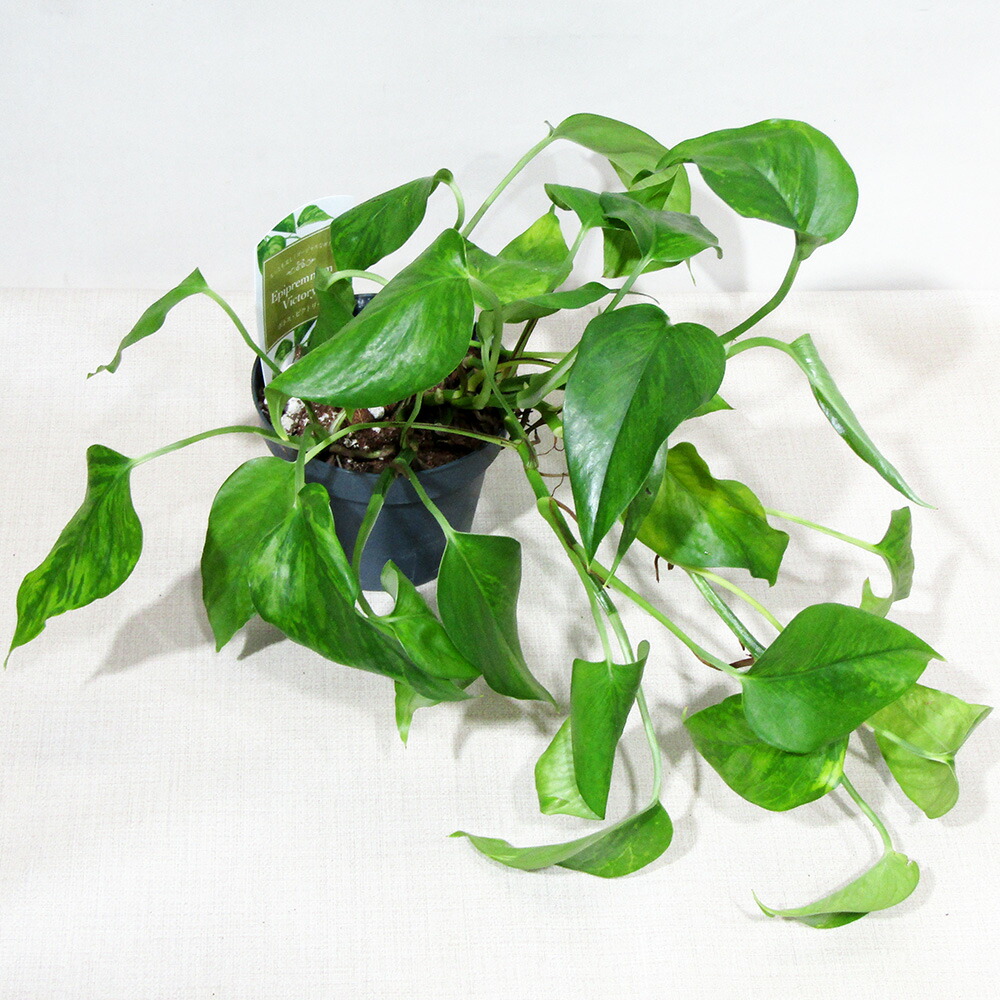 □観葉植物□ 現品販売 鷲尾園芸 ポトス ビクトリー 4.5号ポット植え 【ビクトリーNo.2】
