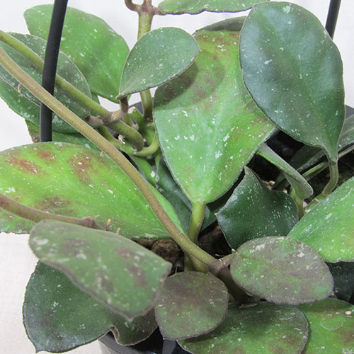 楽天市場】□観葉植物□ ホヤ クラッシペティオラータ