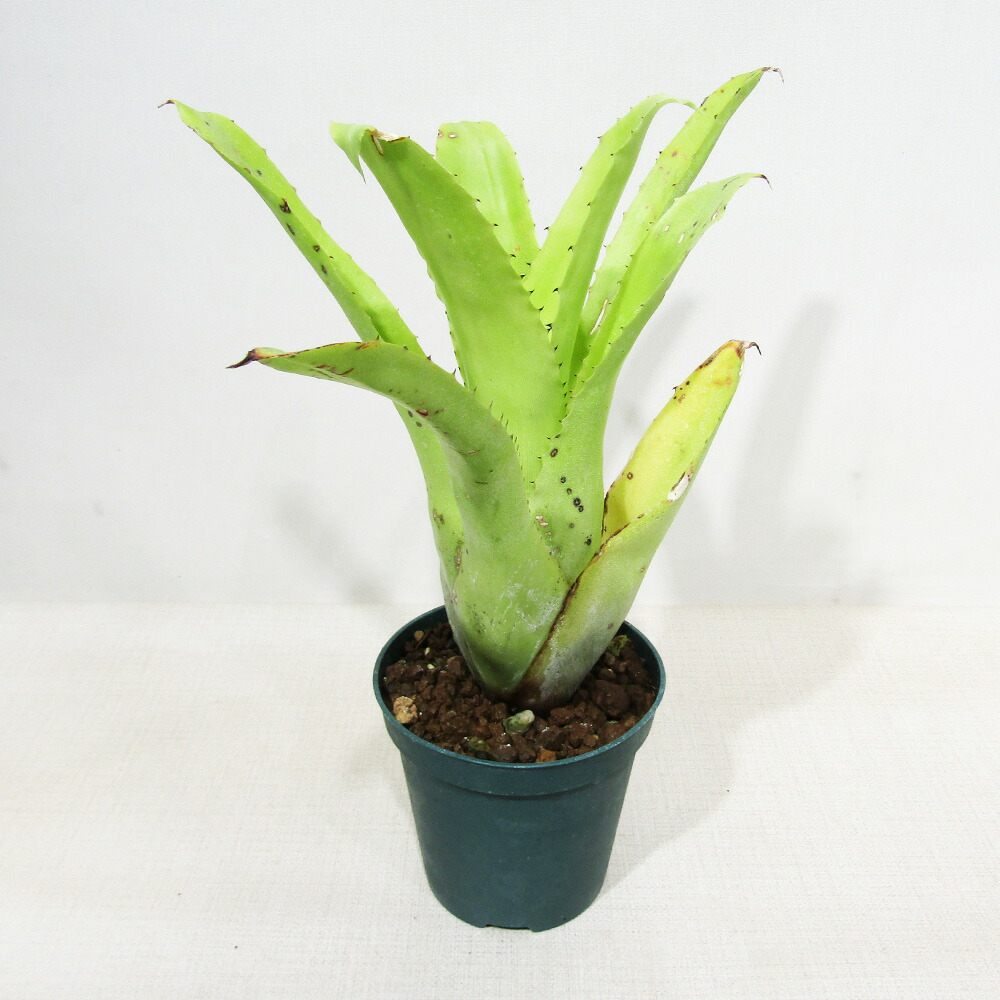 ブロメリア・エアープランツ Pitcairnia bergii Billbergia Pipeline × Billbergia Hallelujah #ビルベルギア