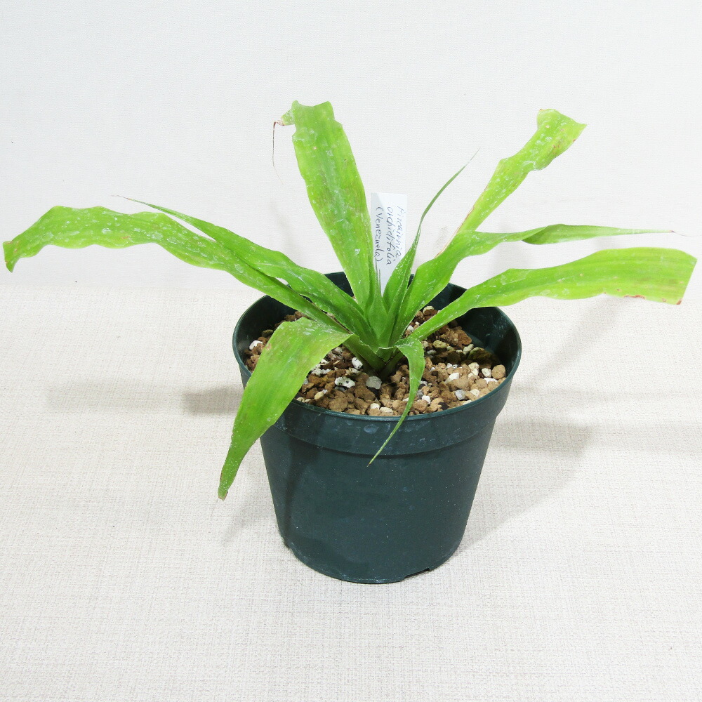 ブロメリア・エアープランツ Pitcairnia bergii ブロメリア・エアープランツ Pitcairnia bergii ブロメリア・エアー