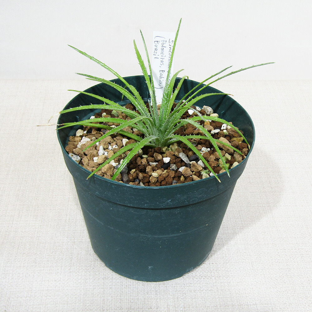 楽天市場】□SPECIES NURSERYさんのブロメリア□ ピトカイルニア
