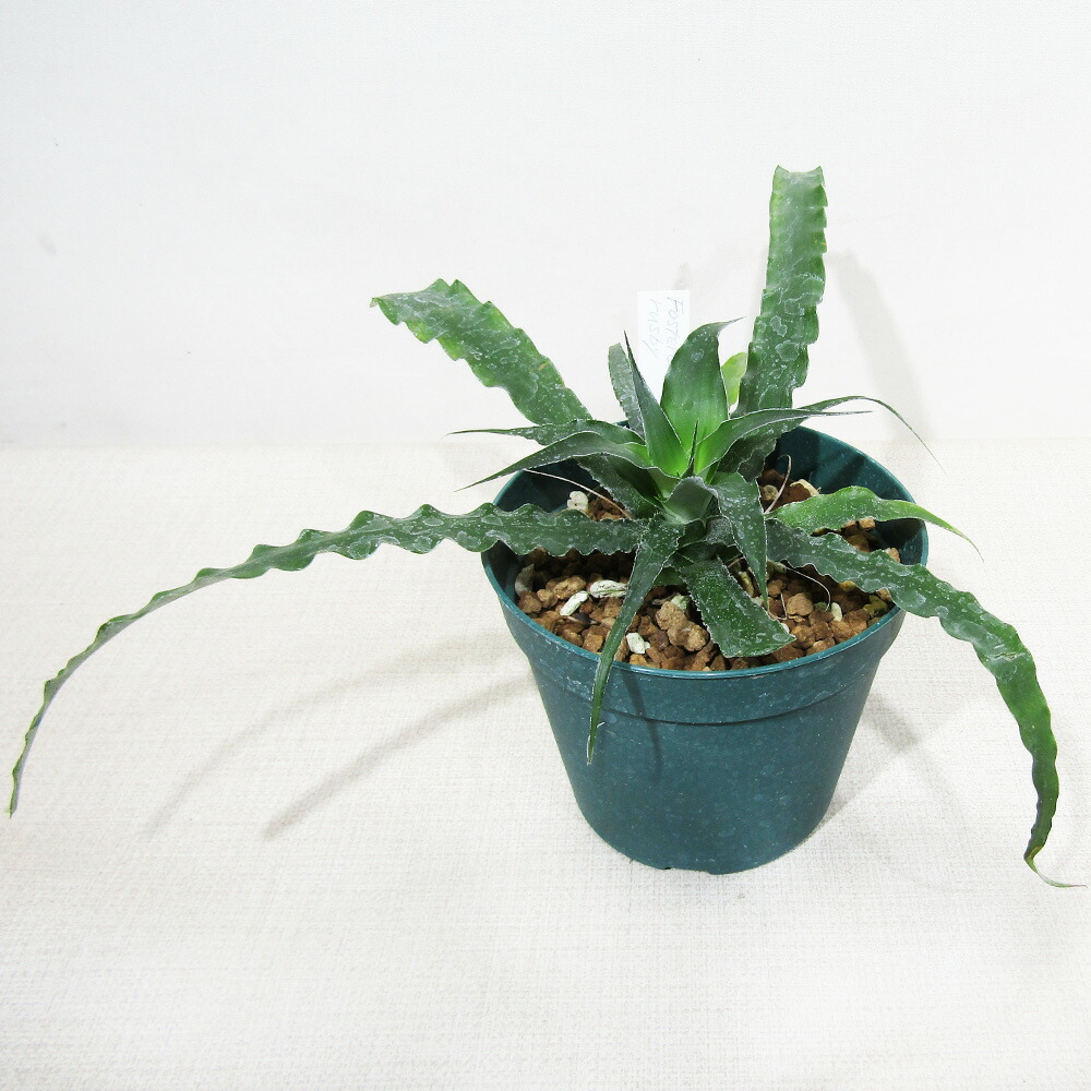 ブロメリア・エアープランツ Pitcairnia bergii 楽天市場】□SPECIES NURSERYさんのブロメリア□ ピトカイルニア