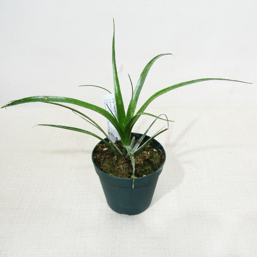 □SPECIES NURSERYさんのブロメリア□ ホプロクリプタンサス Hoplocryptanthus caracensis (Santa Barbara,Minas Gerais,Brazil） Φ７．５ｃｍ硬質ポット植え
