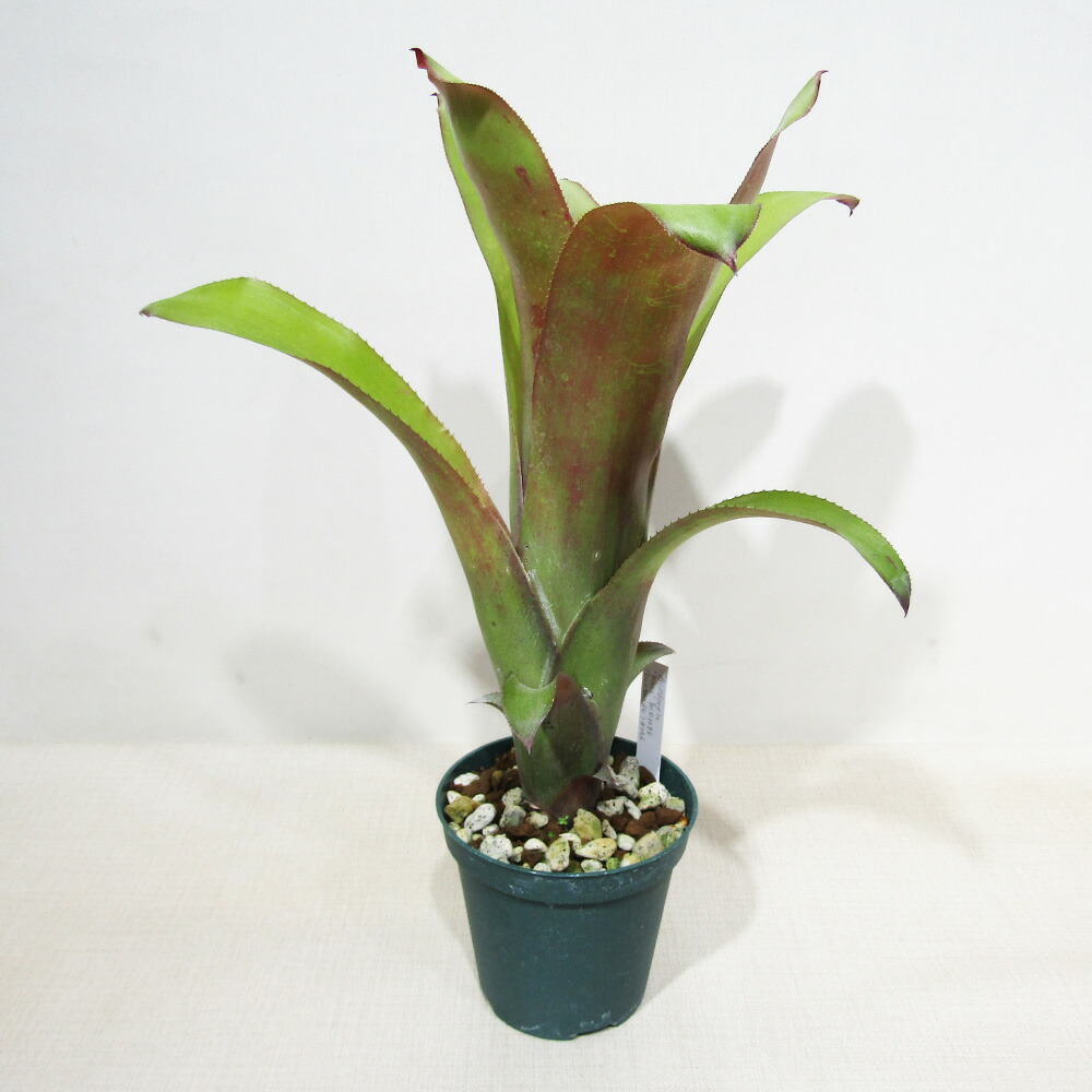 ブロメリア・エアープランツ Pitcairnia bergii 楽天市場】□SPECIES NURSERYさんのブロメリア□ ピトカイルニア