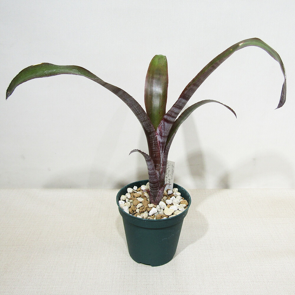 ブロメリア・エアープランツ Pitcairnia bergii 楽天市場】□SPECIES NURSERYさんのブロメリア□ ピトカイルニア