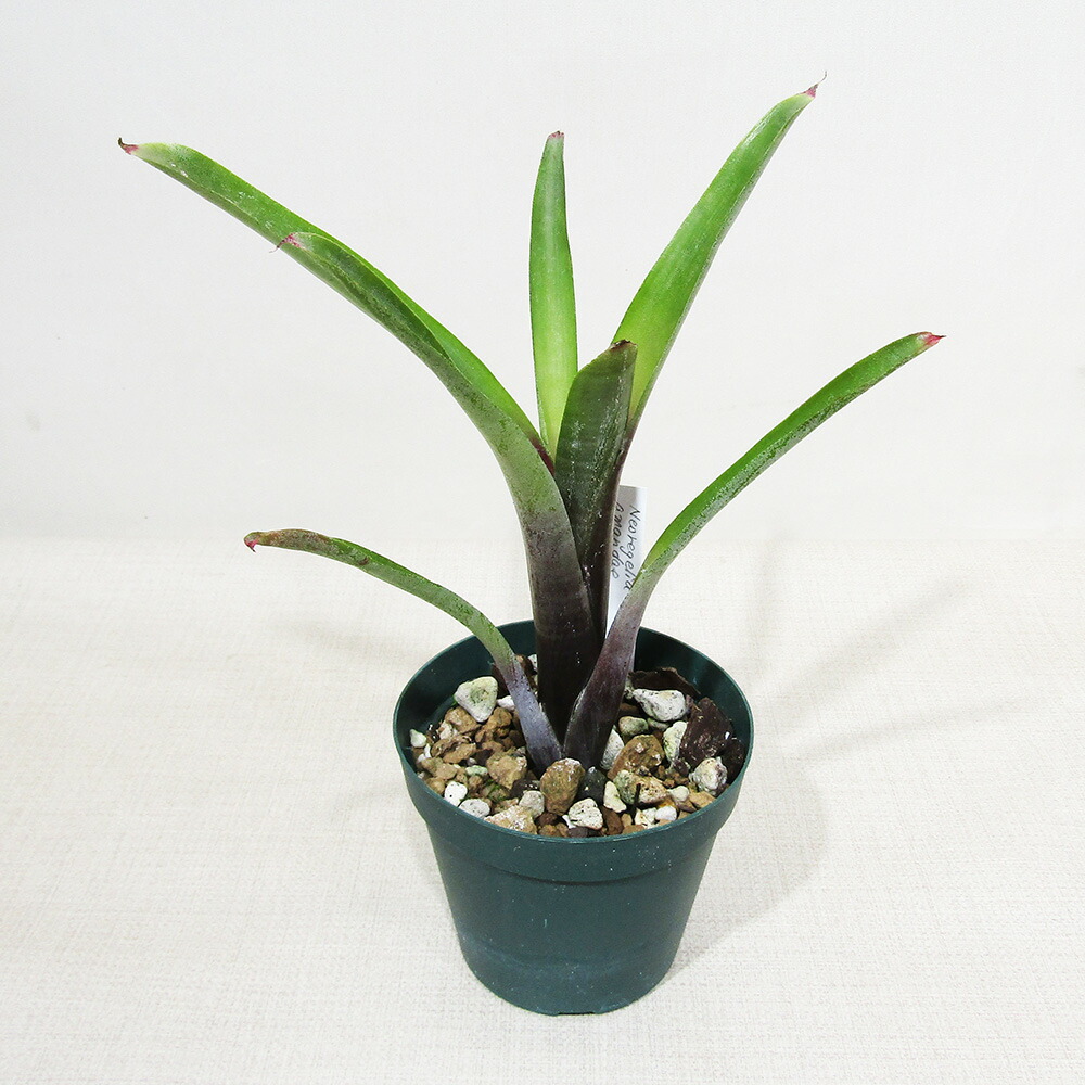 楽天市場】□SPECIES NURSERYさんのブロメリア□ ピトカイルニア