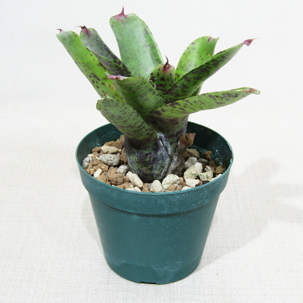 楽天市場】□SPECIES NURSERYさんのブロメリア□ シンコラエア