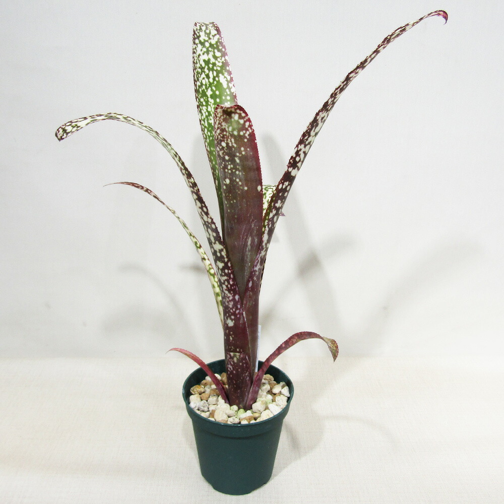 ピトカイルニア　マイケリアーナ　当方実生 ピトカイルニアマイケリアーナ当方実生