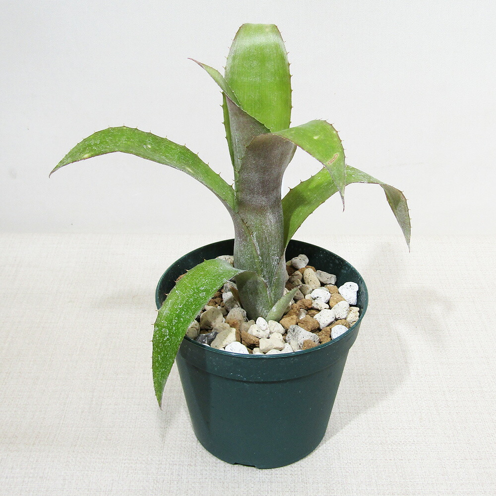 ブロメリア・エアープランツ Pitcairnia bergii ブロメリア・エアープランツ Pitcairnia bergii 71Ch3PM9m7L