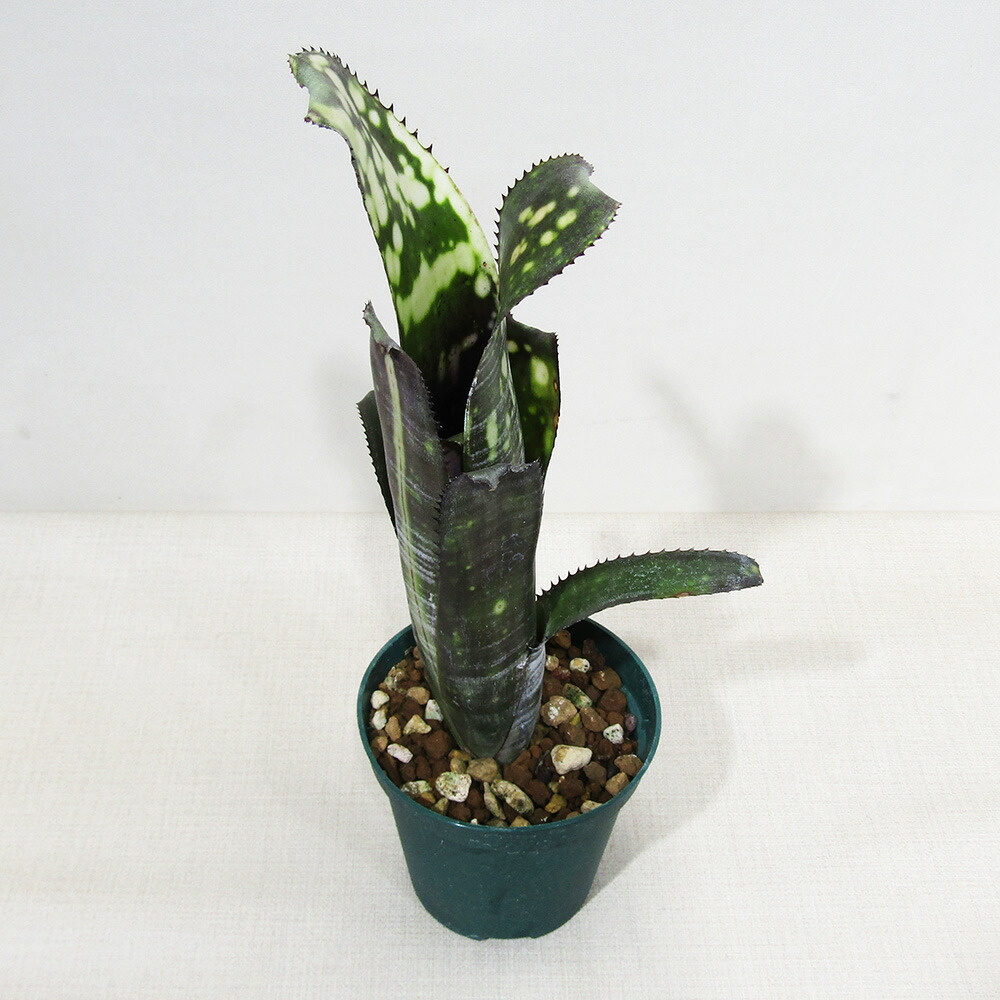 楽天市場】□SPECIES NURSERYさんのブロメリア□ ピトカイルニア