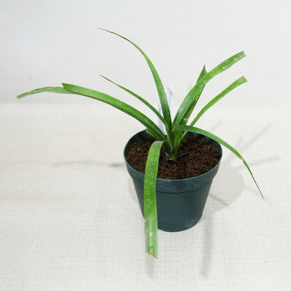 ブロメリア・エアープランツ Pitcairnia bergii 楽天市場】□SPECIES NURSERYさんのブロメリア□ ピトカイルニア