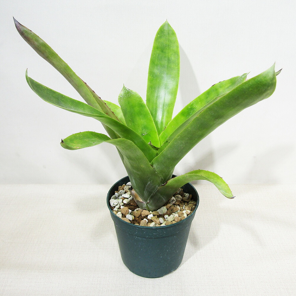 ブロメリア・エアープランツ Pitcairnia bergii 楽天市場】□SPECIES NURSERYさんのブロメリア□ ピトカイルニア
