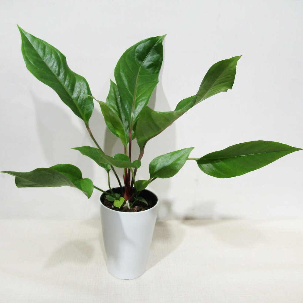 楽天市場】【観葉植物】アンスリウム インシグネ Anthurium insigne 3