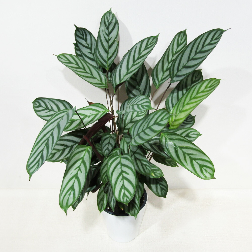 激安！出品全て売り切り！クテナンテ　オッペンハイミアナ Amazon｜おしゃれ 観葉植物：クテナンテ オッペンハイミアナ*5号