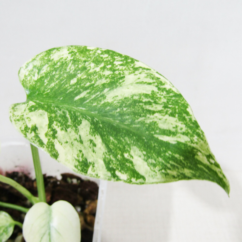 楽天市場】モンステラ ホワイトモンスター 3.5号 天津蘭