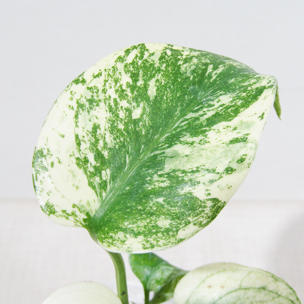 楽天市場】【ハエマンツス属】マユハケオモト 6号鉢 : 産直花だん屋