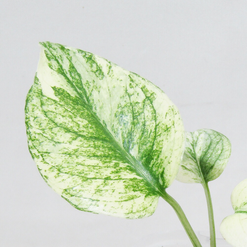 URBAN JUNGLE モンステラホワイトモンスター URBAN JUNGLE モンステラホワイトモンスター URBAN JUNGLE