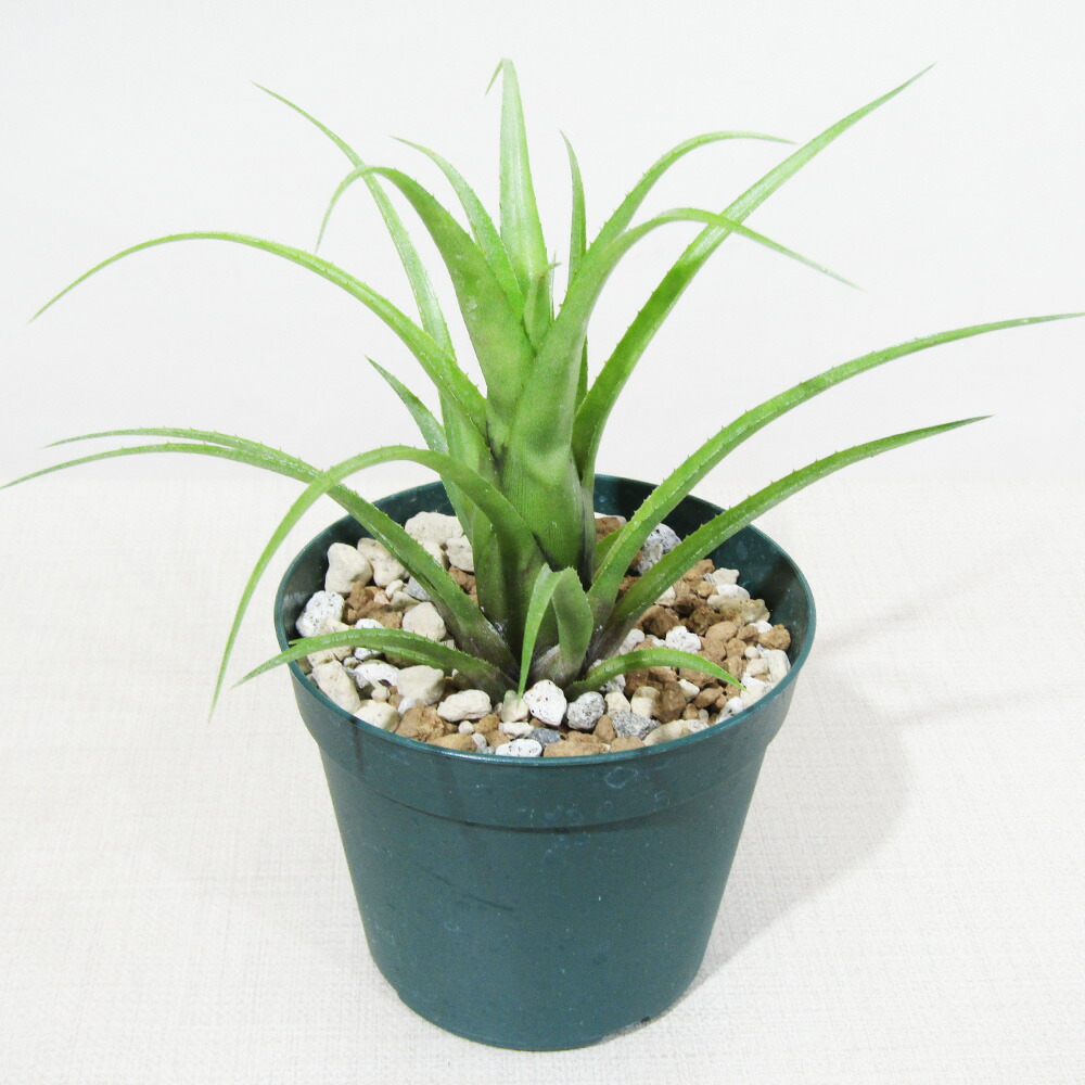 楽天市場】□SPECIES NURSERYさんのブロメリア□ フリーセア