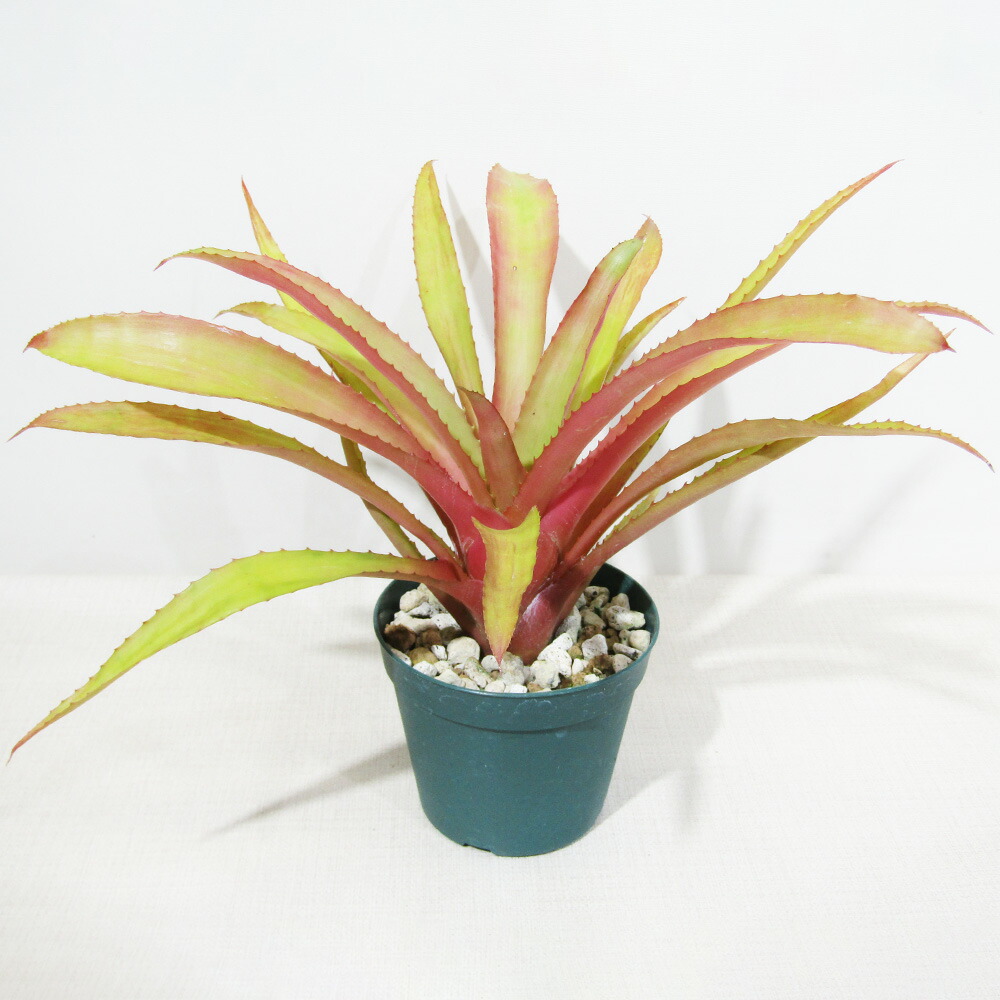 楽天市場】□SPECIES NURSERYさんのブロメリア□ エクメア ピネリアナ
