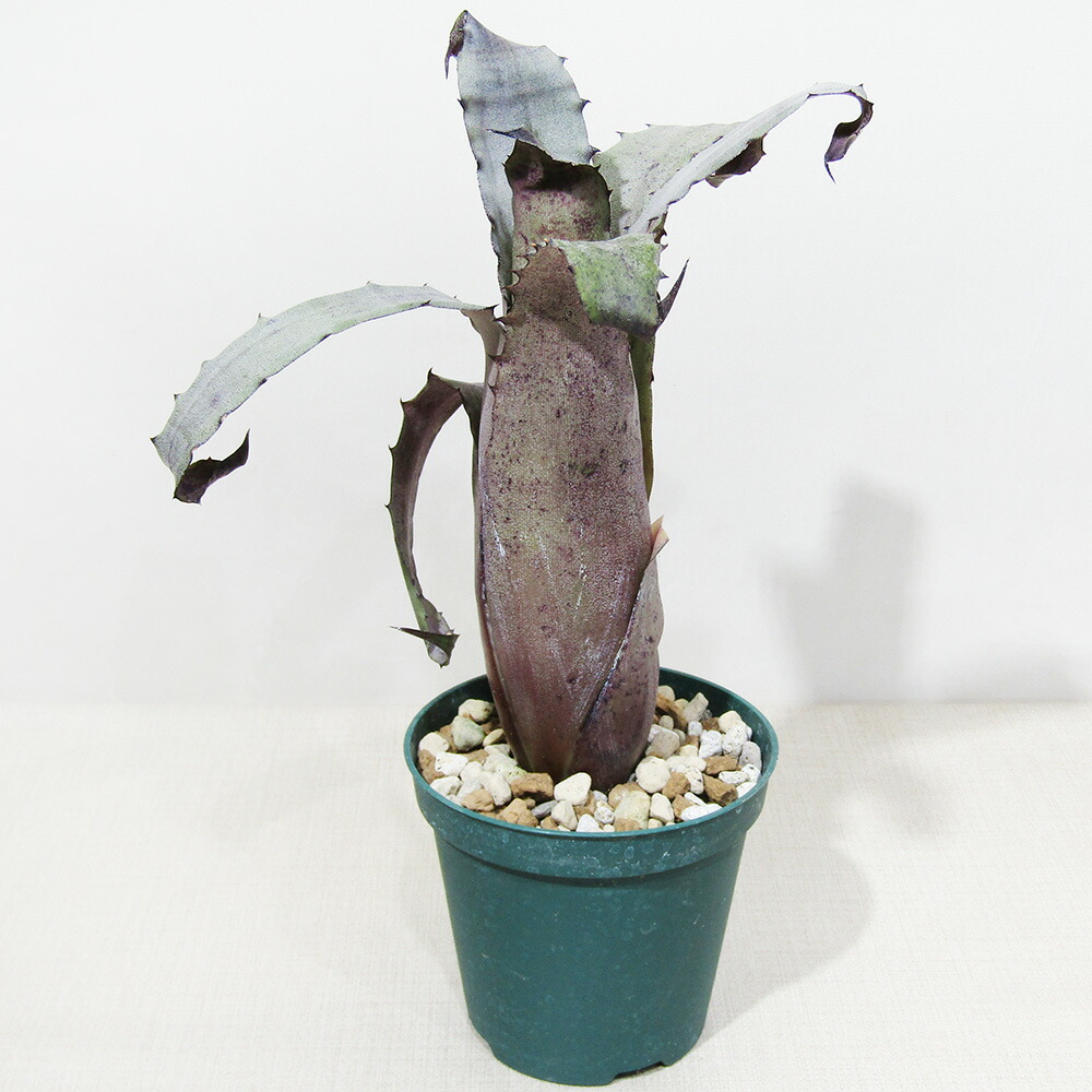 Can 　同梱値引き　Billbergia Marble S子株付き 楽天市場】□SPECIES NURSERYさんのブロメリア□ ビルベルギア