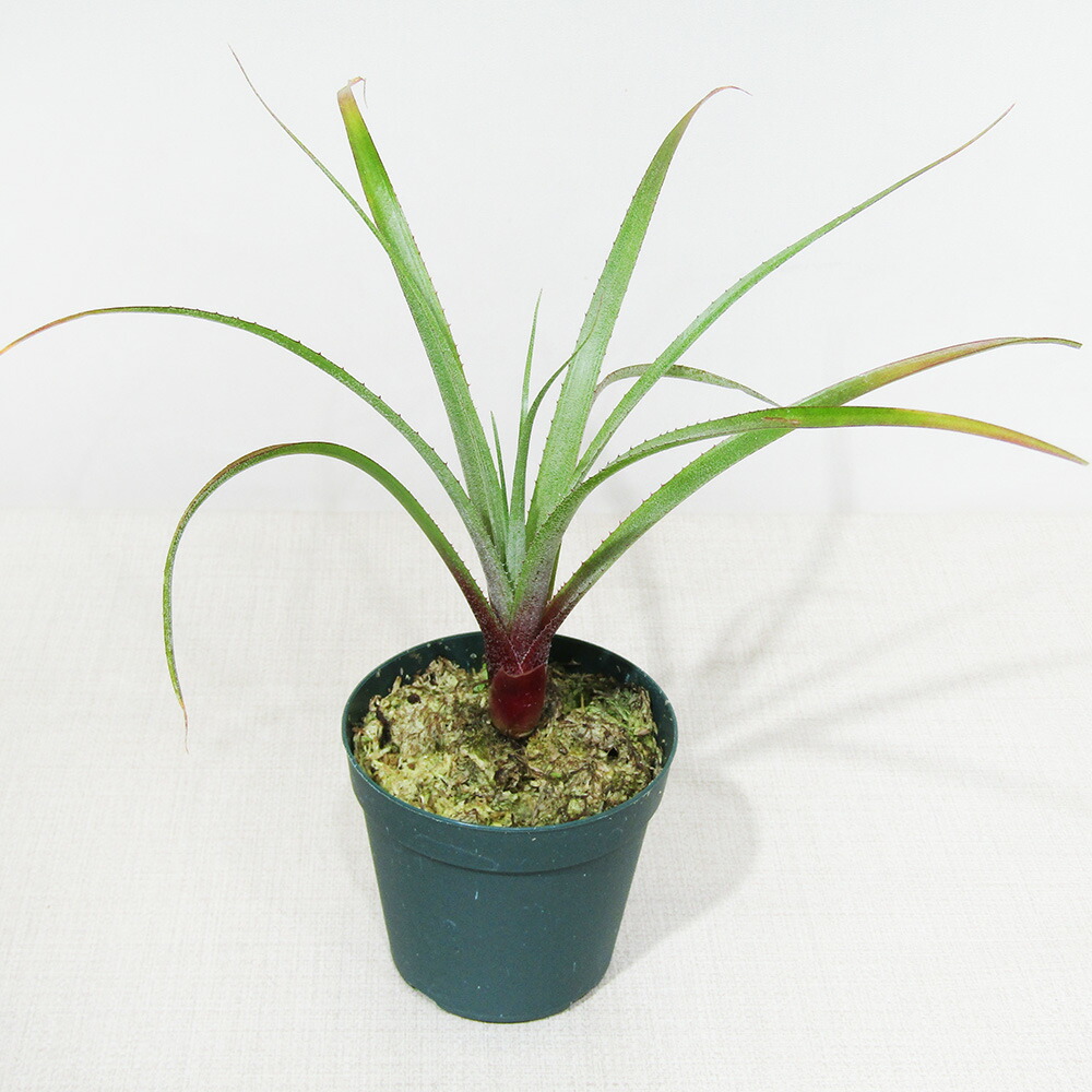 楽天市場】□SPECIES NURSERYさんのブロメリア□ ピトカイルニア