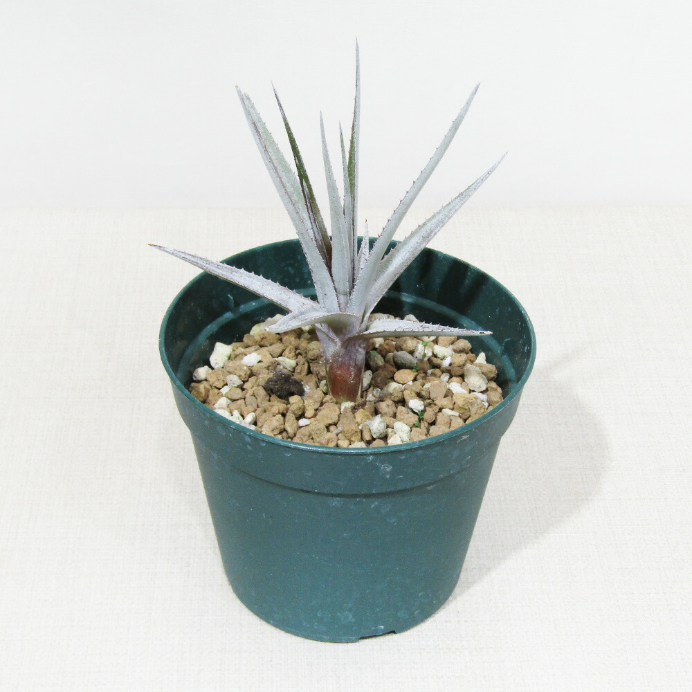 □SPECIES NURSERYさんのブロメリア□ オルソフィツム ザノニー Orthophytum zanonii (Laginha, Espirito Santo, Brazil) Φ10.5cm硬質ポット植え