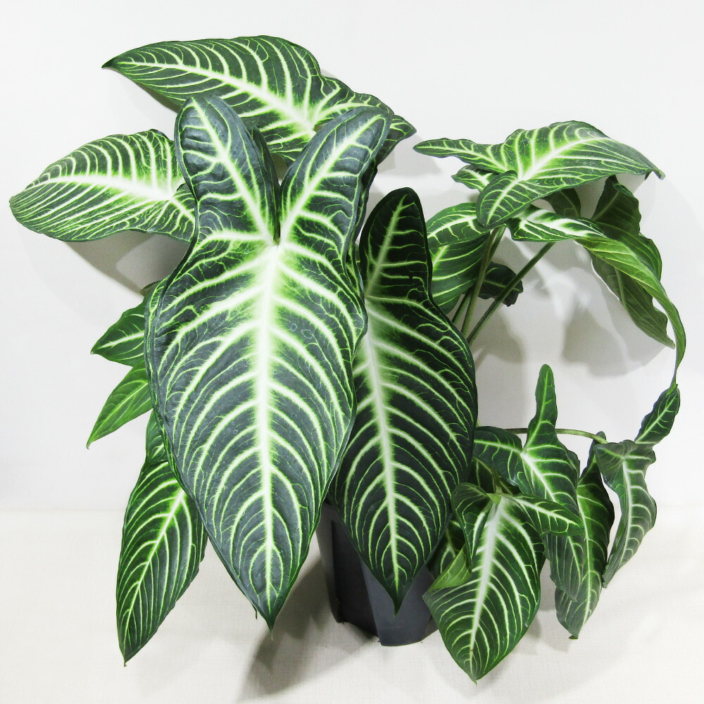 楽天市場】アロカシア キサントソーマ リンデニー 観葉植物