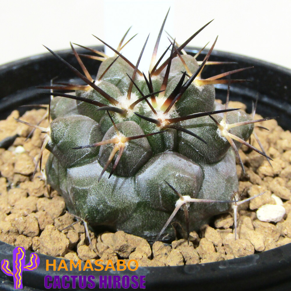 □カクタス広瀬□　 サボテン・多肉植物　 現品販売　 サボテン　 コピアポア・ブリッジシー　 コピアポア・ブリトゲシー　 Copiapoa bridgesii　 ２．５号鉢植え　 【ブリッジシーＮｏ.２】