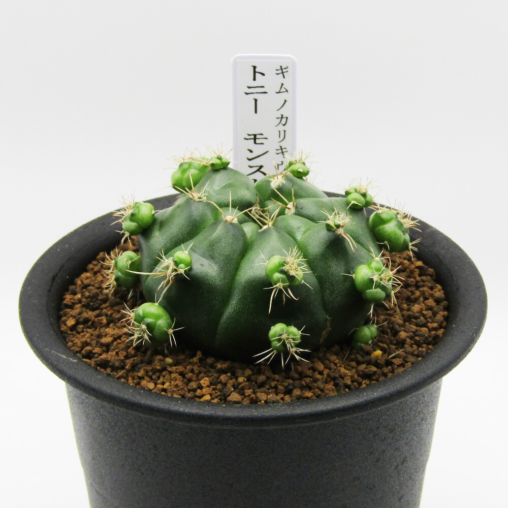 楽天市場】【現品】サボテン ブレインカクタス BRAINCACTUS 扇峰 3号鉢