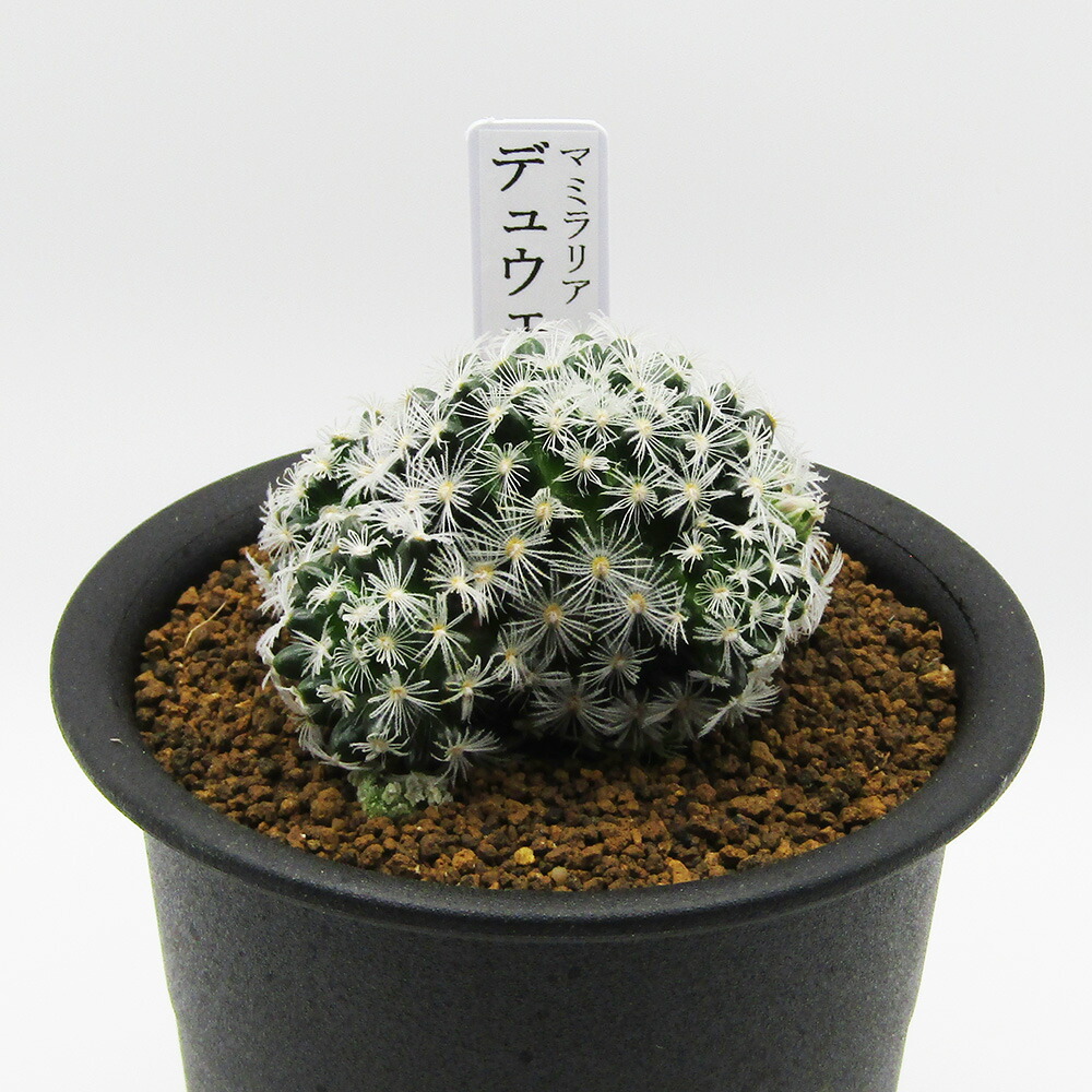 楽天市場】多肉植物フェア 現品販売 カクタス長田 □サボテン