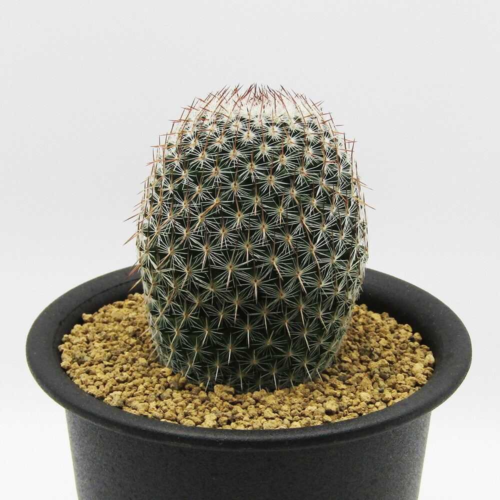 楽天市場】多肉植物フェア 現品販売 カクタス長田 □サボテン