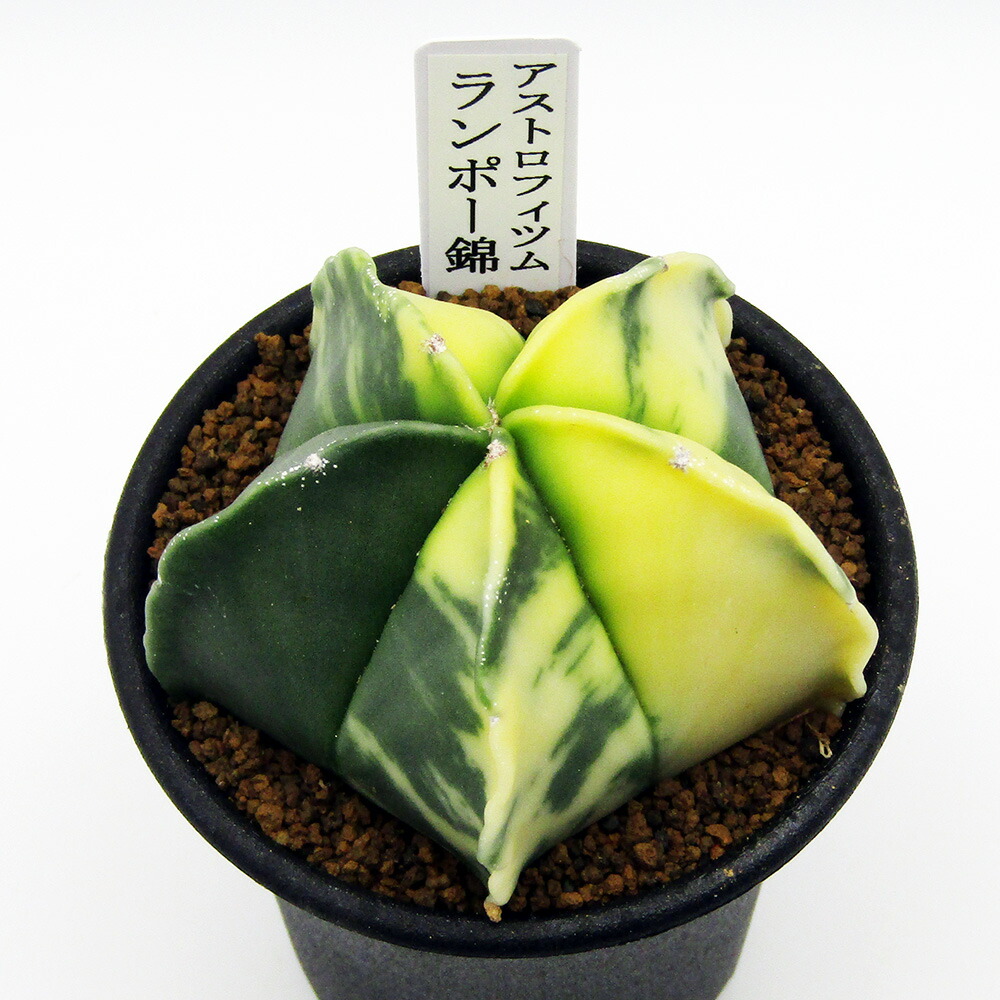 楽天市場】caツルビニカルプス 昇竜丸 0918-10 2.5号鉢 サボテン 現品