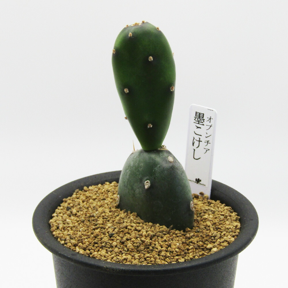 楽天市場】現品 サボテン オプンチア 墨こけし 3号 通称山こけし 多肉