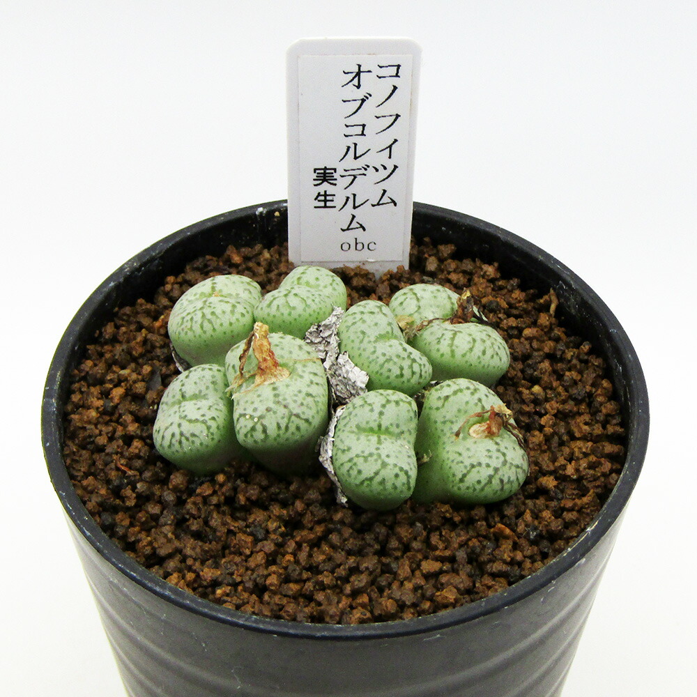 楽天市場】多肉植物 コノフィツム オブコルデルム 実生 2.5号(個体
