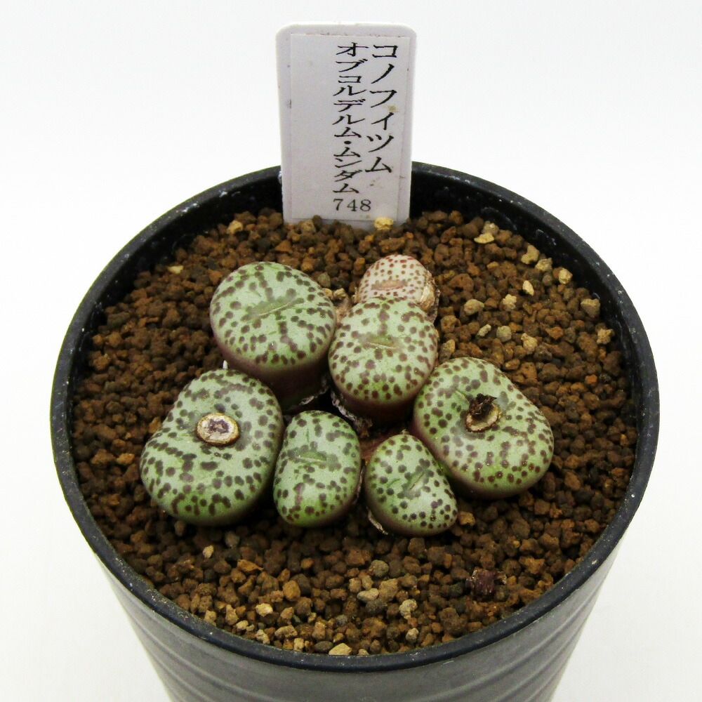 楽天市場】多肉植物 コノフィツム オブコルデルム B 2.5号鉢 観葉植物