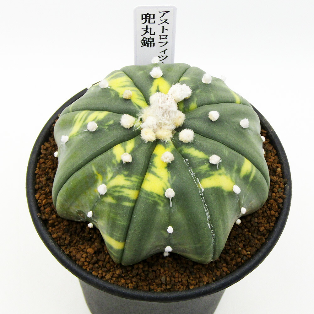 □多肉植物□　 現品販売　 カクタス長田　 サボテン　 アストロフィツム　 兜丸錦　 ３号鉢植え　 【兜丸Ｎｏ.３】