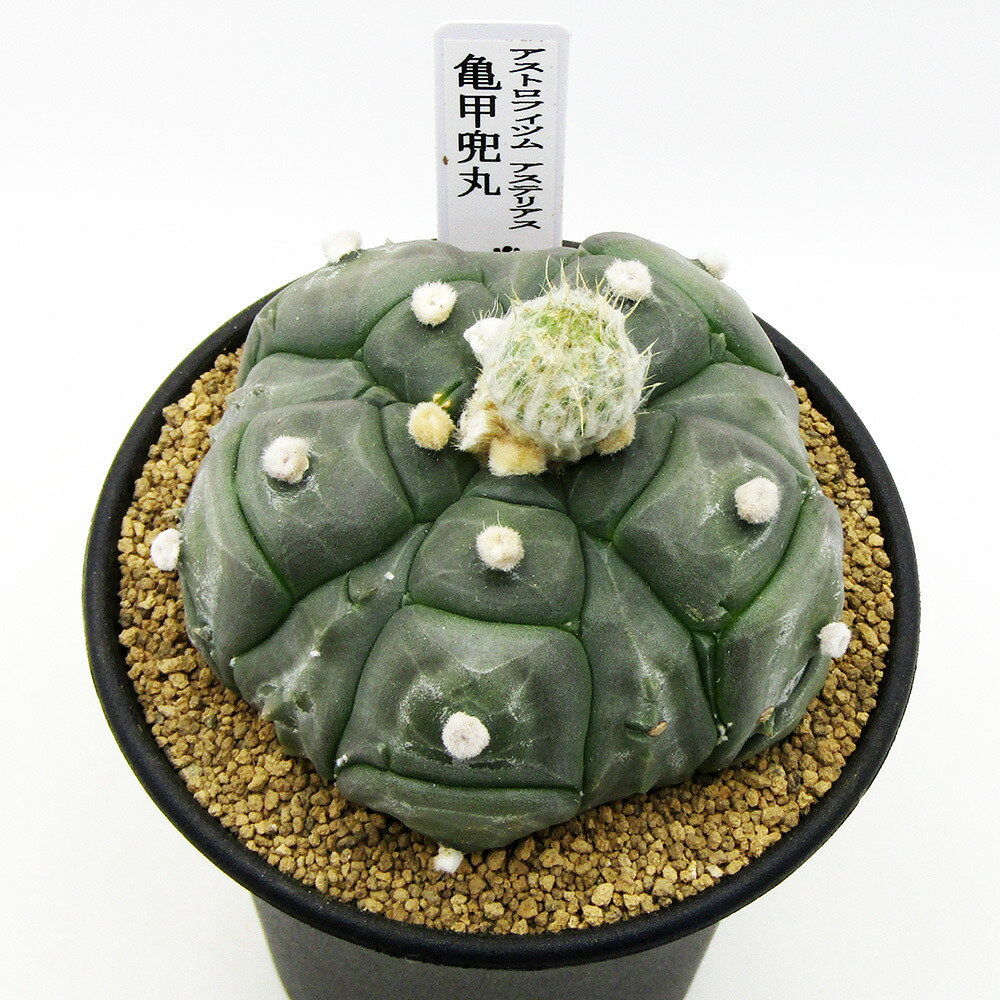 □多肉植物□　 現品販売　 カクタス長田　 サボテン　 アストロフィツム　 亀甲兜丸　 ３号鉢植え　 【兜丸Ｎｏ.１４】
