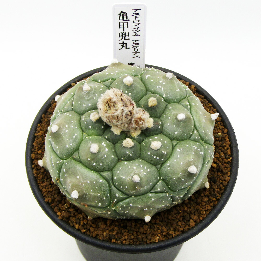 □多肉植物□　 現品販売　 カクタス長田　 サボテン　 アストロフィツム　 亀甲兜丸　 ３号鉢植え　 【兜丸Ｎｏ.１６】
