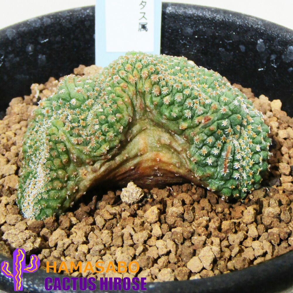 □サボテン広瀬□ カクタス・多肉植物 現品売りわたす カクタス 菊水綴化 ストロンボカクタス・ディスシフォルミス ２．５号鉢植え 【菊水綴化Ｎｏ.２】