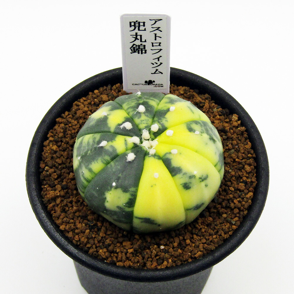 楽天市場】caツルビニカルプス 昇竜丸 0918-10 2.5号鉢 サボテン 現品