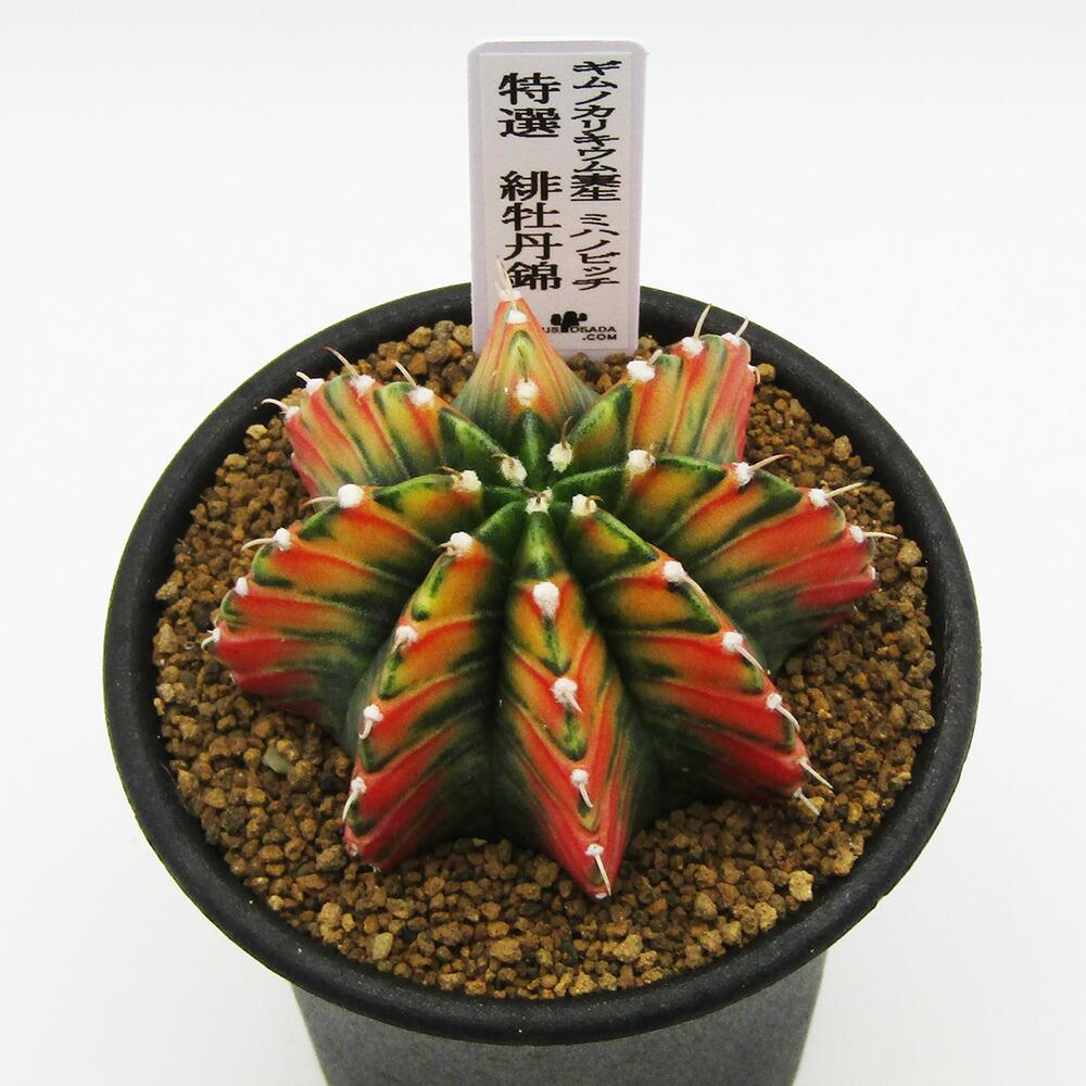 楽天市場】（多肉植物）サボテン ギムノカリキウム ミハノビッチ 緋