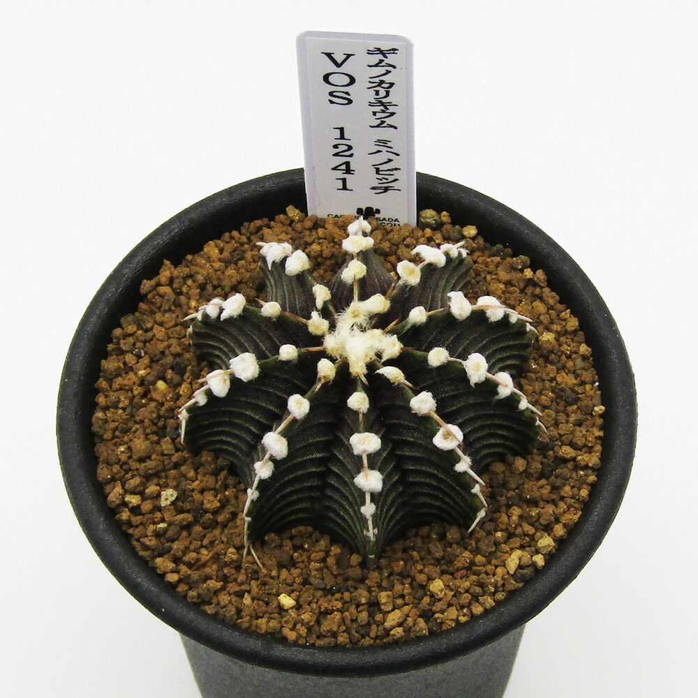 楽天市場】caツルビニカルプス グラキリス 0918-13 2.5号鉢 サボテン