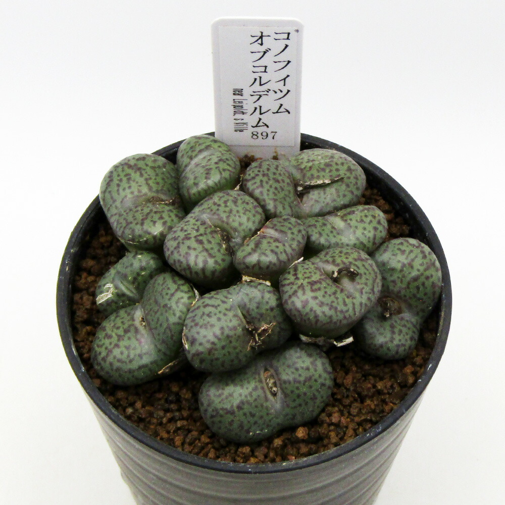 楽天市場】多肉植物 コノフィツム オブコルデルム A 2.5号鉢 観葉植物