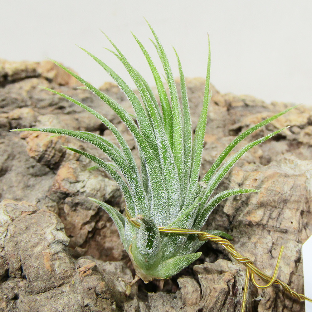 □SPECIES NURSERYさんのチランジア□　イオナンタ　Till.ionantha 'Fuego Yellow' (Guatemala)　ティランジア・エアープランツ　限定１株！　現品販売【SPECIES NURSERY No.148】｜ペットエコ＆ザガーデン店