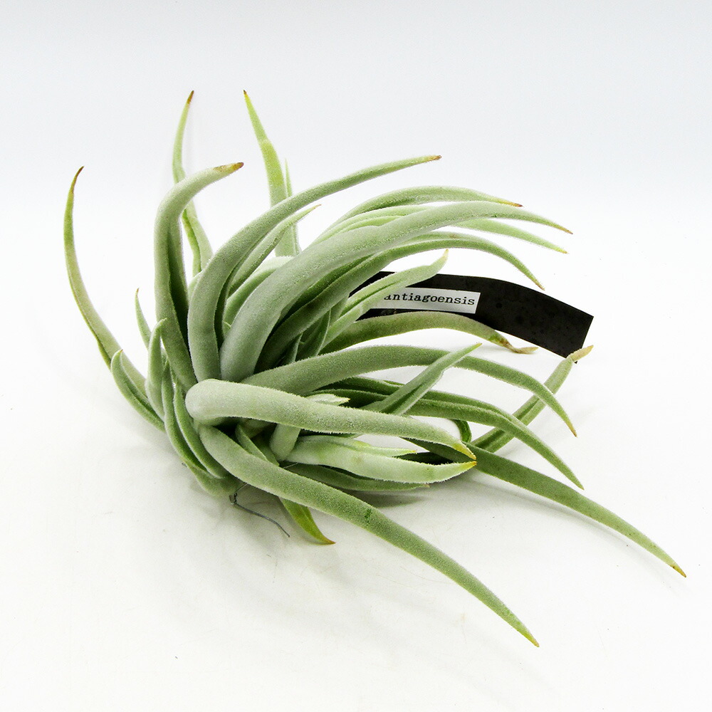 □着生植物□ ECOLOGY PLANTSさんのチランジア 現品売りわたす Tillandsia Santiagoensis サンティアゴエンシス 制限事項１株！【NO.１７】 花・観葉植物-観葉植物