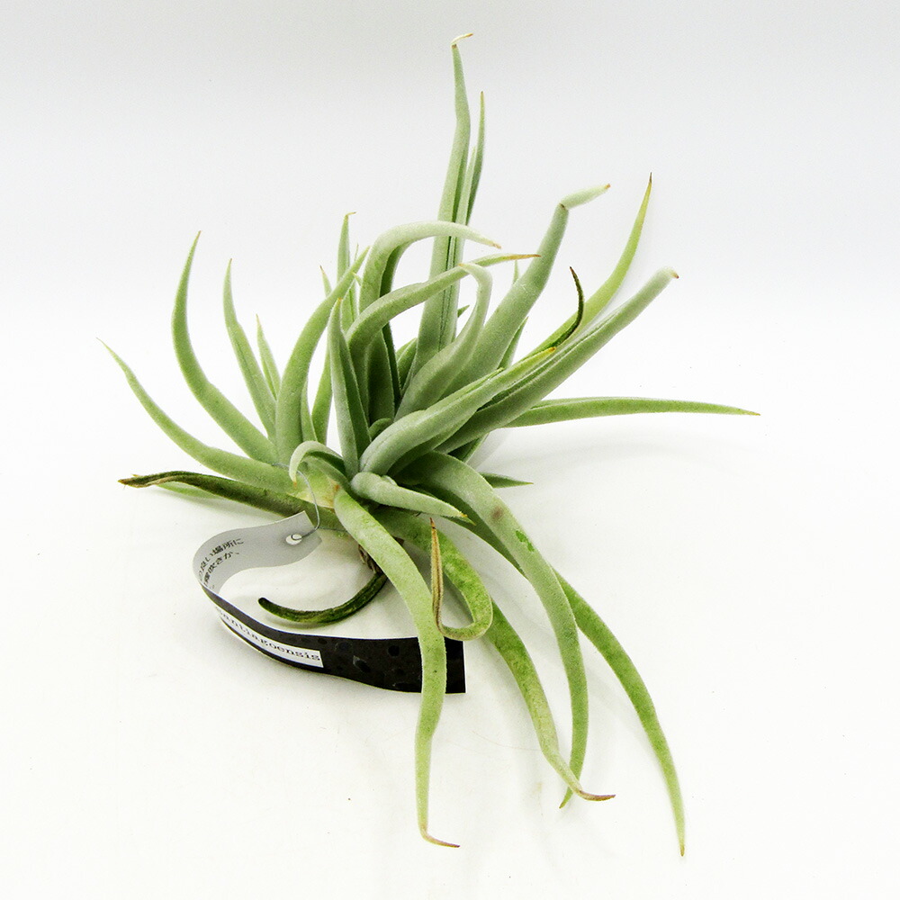 □エアプランツ□　 ECOLOGY PLANTSさんのチランジア　 現品販売　 Tillandsia Santiagoensis　 サンティアゴエンシス　 限定１株！【NO.１８】