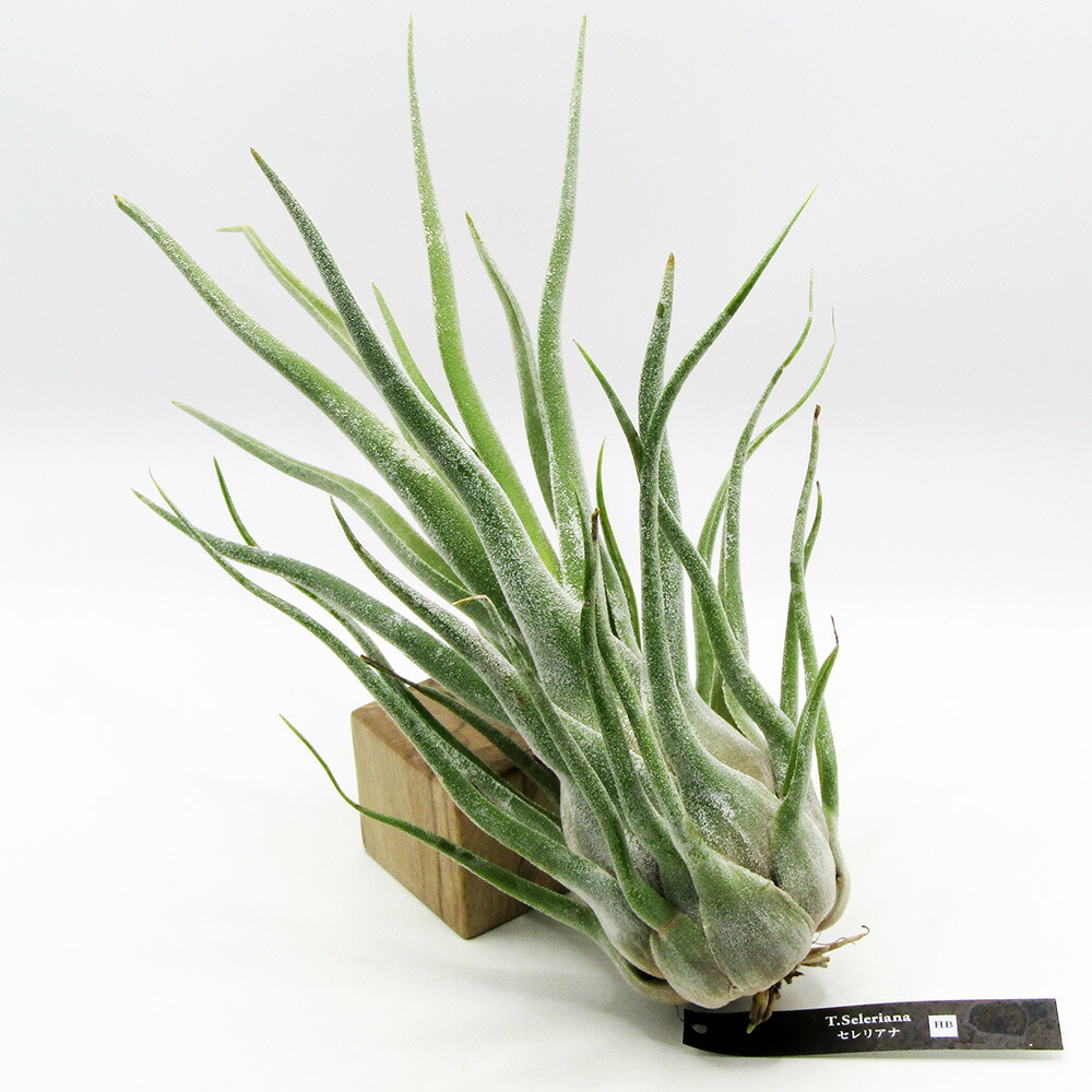 □エアプランツ□　 ECOLOGY PLANTSさんのチランジア　 現品販売　 Tillandsia Seleriana HB　 セレリアナハイブリッド　 限定１株！【NO.２９】