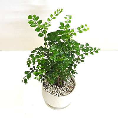 観葉植物 送料無料 ミニシマトネリコラフ瀬戸もの頭蓋 純白陶器鉢植え 受け皿差添九州 北海道 沖縄へのお届けは別途送料が費えます Nobhillmusic Com