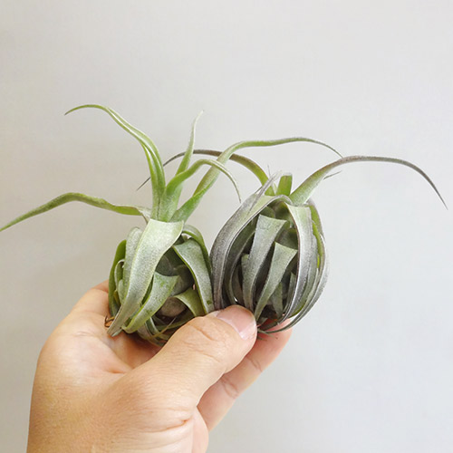 楽天市場 ティランジア ストレプトフィラシードリング ｓサイズtillandsia Streptophylla Seedring ペットエコ ザガーデン楽天市場店