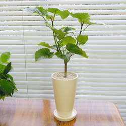 ■観葉植物■ウンベラータ１２ｃｍ陶器鉢植えホワイト・ブラック九州・北海道・沖縄へのお届けは別途送料が掛かります